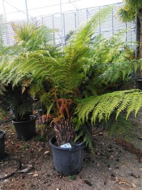 Dicksonia Antarctica tozs 30 cm